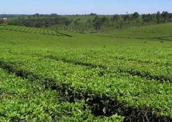 Por resolución ministerial se actualizó el precio del brote de té