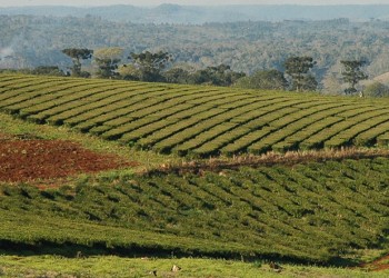 Productores de té preparan una fuerte protesta contra el Gobierno nacional
