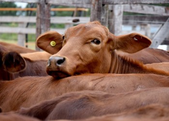 Destacan que los remates son formadores de precios, pero ansían mejoras de los valores