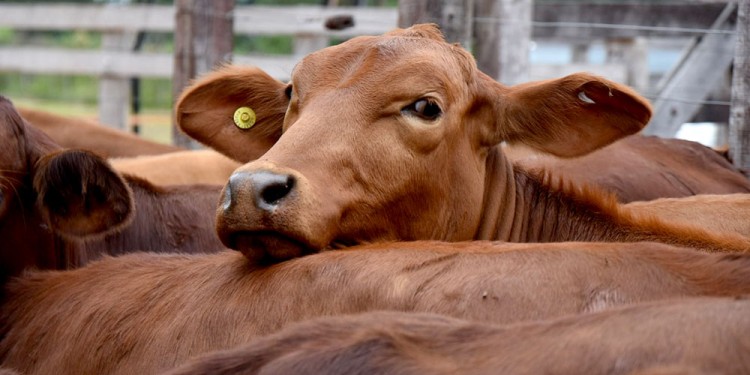 ACTIVIDAD. Los productores ganaderos de la provincia atravesaron varias situaciones durante este 2022, ya que los primeros meses del año la sequía golpeó a la actividad y la oferta forrajera fue afectada casi en su totalidad.