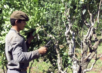 El gobernador Herrera se opuso a desregular la actividad yerbatera