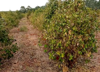 CONINAGRO advierte un panorama oscuro para las producciones misioneras en 2023