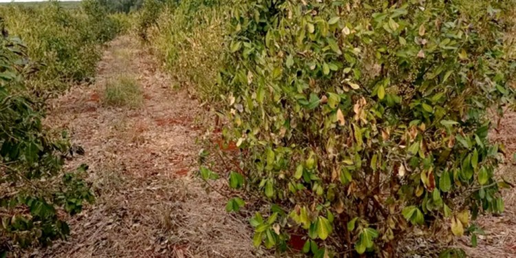 YERBA QUEMADA. La sequía del verano pasado produjo menor volumen en la producción de 2022 y consecuencias hacia el futuro.