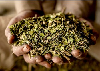 El precio de la yerba en los mundiales: desde el 2010 el paquete de 1/2 kilo subió 73 veces