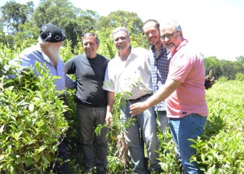 Yerba con cuidado de la naturaleza, una práctica que respalda el INYM