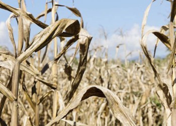 Sequía: advierten que es la peor del siglo