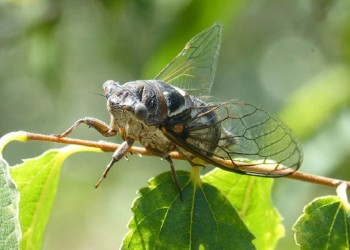 Preocupación por el descenso en la población de chicharras y bichitos de luz