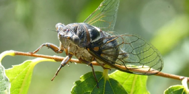 CHICHARRAS. Luego de vivir hasta 17 años bajo tierra, las chicharras viven alrededor de cuatro semanas sobre la superficie