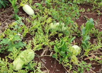 La sequía afectó duramente la  producción de choclos y sandías