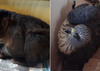 Resguardaron a un mono caí y a un gavilán herido