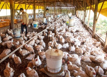 Polémica por producción avícola que no consigue la habilitación