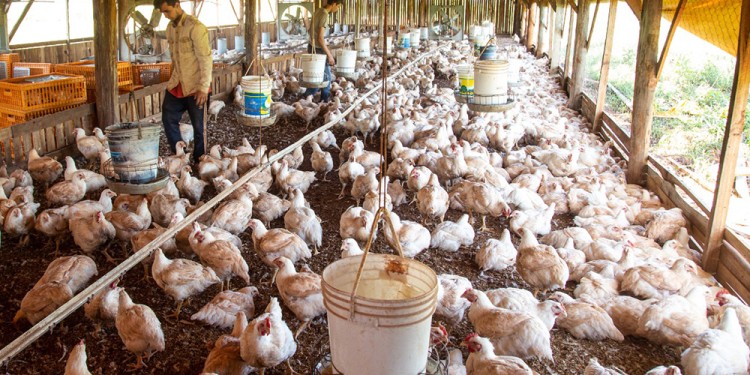 VENTAS. “Producimos 20 mil pollos y vendemos sin habilitación en los mercados conocidos que nos siguen comprando porque los clientes piden nuestros pollos”, reconocieron.