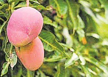 Ecosanación: dulce mango de sequía