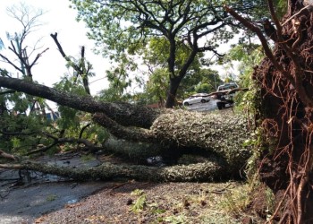 Breve tormenta en Posadas provocó caída de árboles