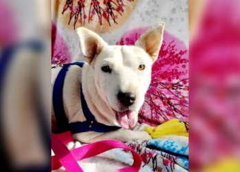 Paloma busca un hogar hace más de tres meses