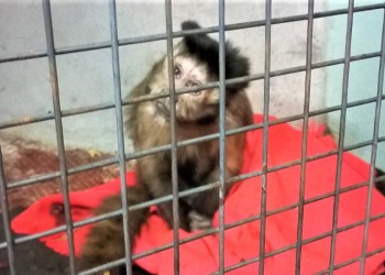 Rescataron a un mono caí de una casa en Posadas