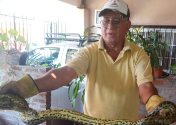 Rescataron una boa curiyú de una casa en el barrio Villa Urquiza