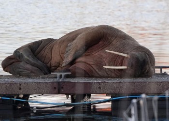 Una ciudad inglesa renunció a los fuegos artificiales de Nochevieja por culpa de una morsa