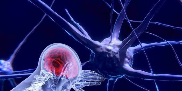 Crean neuronas artificiales que imitan las funciones de las biológicas