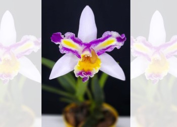 Buscan entregar a Messi orquídea con su nombre