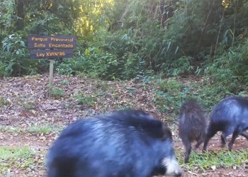 El pecarí labiado vuelve a reproducirse en el Valle Cuñá Pirú