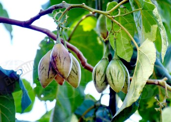 Un tomate de las yungas adaptado a la tierra colorada
