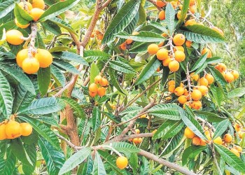 Ecosanación: procesos de dispersión y supervivencia