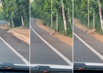 Yaguaretés cachorros en las Cataratas