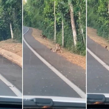 Yaguaretés cachorros en las Cataratas