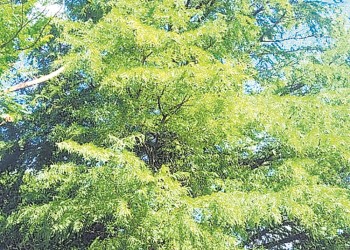 Ecosanación: ciprés calvo, gigante del pantano