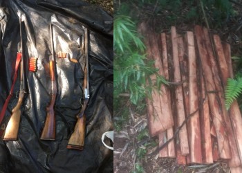 Detectaron tala ilegal de madera nativa en la Biósfera Yabotí