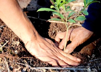 “En tres años plantamos 178 mil nuevos árboles en Misiones”