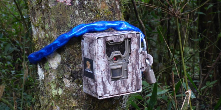 PARQUE NACIONAL IGUAZÚ. A principios del 2022, desconocidos robaron las cámaras trampa de la Red Yaguareté dentro del área protegida.