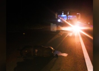 Colectivo atropelló a cuatro vacas sobre la ruta 12 en Santa Ana