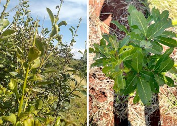 “Estamos haciendo todo al revés” en el manejo del rulo y langosta en los yerbales