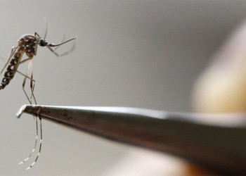 Misiones todavía no reportó casos positivos de dengue en este 2023