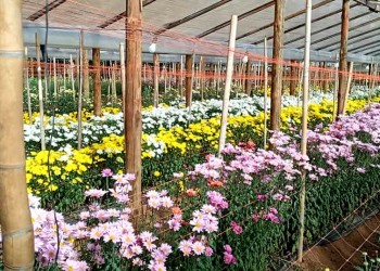 “La floricultura en Misiones no tiene techo, aún falta para cubrir la demanda local”