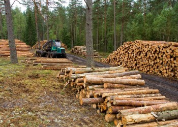 “Estamos avisando a las autoridades que se dejó de plantar pino en Misiones”