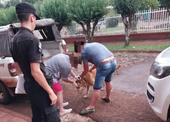 Disparó al perro del vecino y amenazó de muerte al dueño: terminó detenido