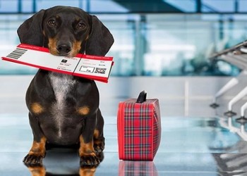 ¿Qué hacer con las mascotas en vacaciones?