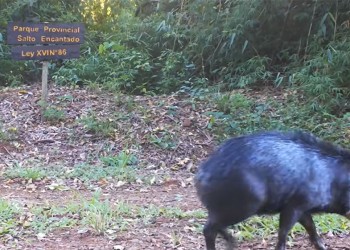Pecarí labiado, una especie que habla fuertemente de la presión de caza que sufre una zona