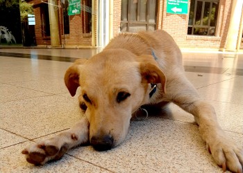 Esperó durante días por su dueño en la entrada del Madariaga y quedó abandonado