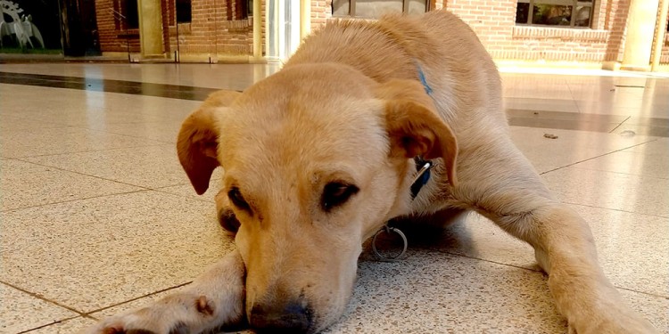 TRISTEZA PARA EL PASADO. Así lo encontraron en la entrada del Madariaga.