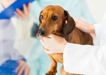 Cuál es la enfermedad silenciosa que puede afectar a los perros y ya se detectó en Argentina