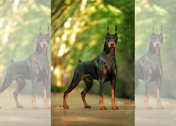 ¡Basta de mutilación animal!