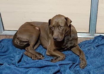 Rescatan a un perro que era arrastrado por un hombre en motocicleta