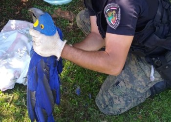 Crece el rescate de animales autóctonos en cautiverio