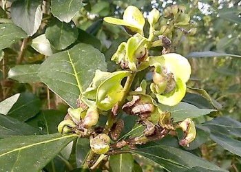 El rulo sigue afectando la yerba, pero bajó la intensidad del ataque