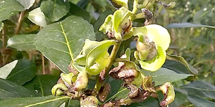 ESPERAN LLUVIAS. La región productiva donde la seca se profundiza todavía se encuentra muy afectada por el insecto.