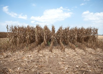 Soja, trigo y maíz: las pérdidas se estiman en US$ 10.400 millones